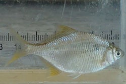Itasenpara