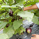 The first harvested Tamatsukuri Kuromon Oriental Pickling in July