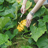 The first harvested Kotsuma Pumpkin in July