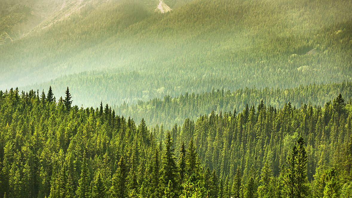 KYO-016A-Image-media-large-1178x663-mountain-forest