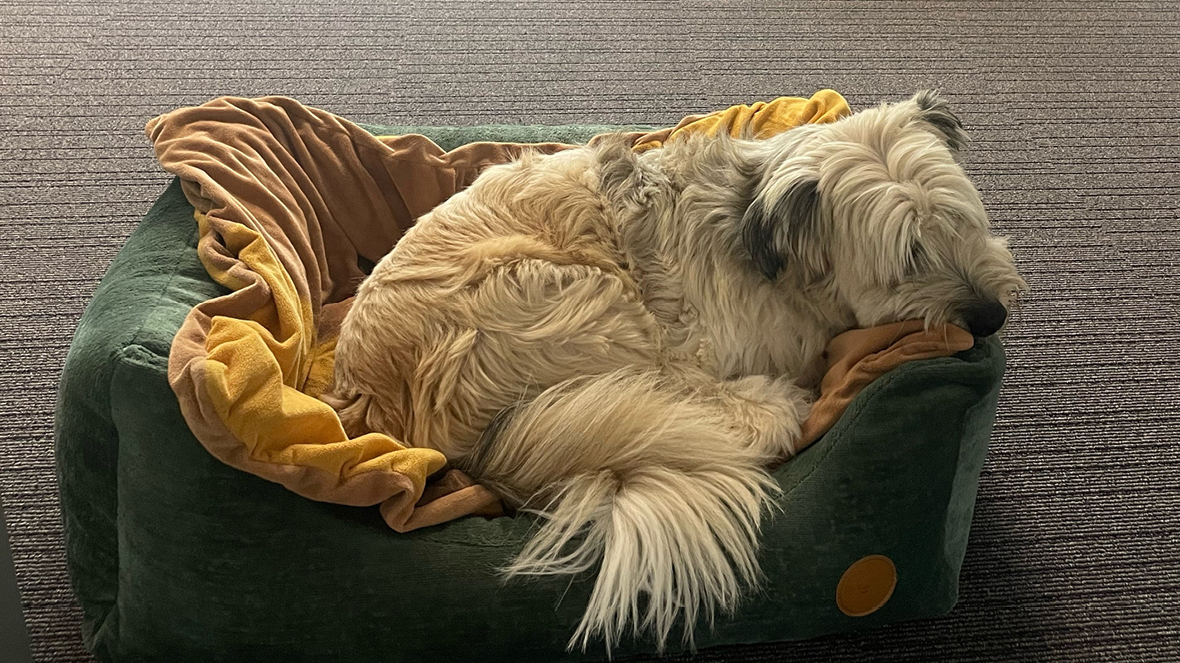 media image large-1180x663-dog