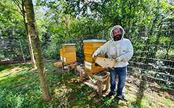 ドイツ拠点での蜂の保全活動の様子